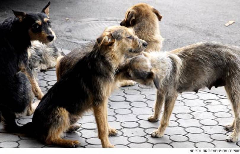 Երևանում շան կծելու հետևանքով կին է մահացել